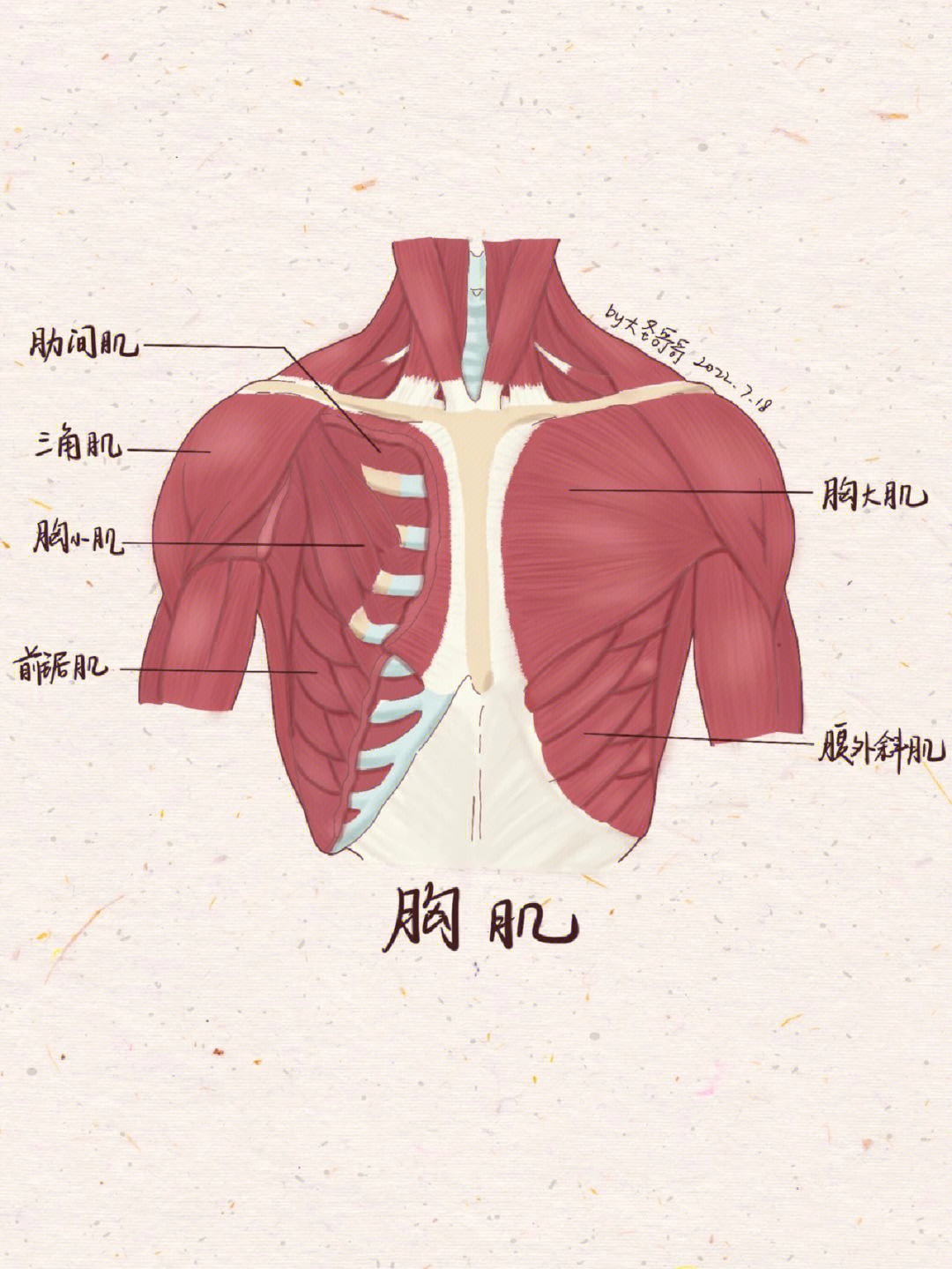胸大肌的位置图片
