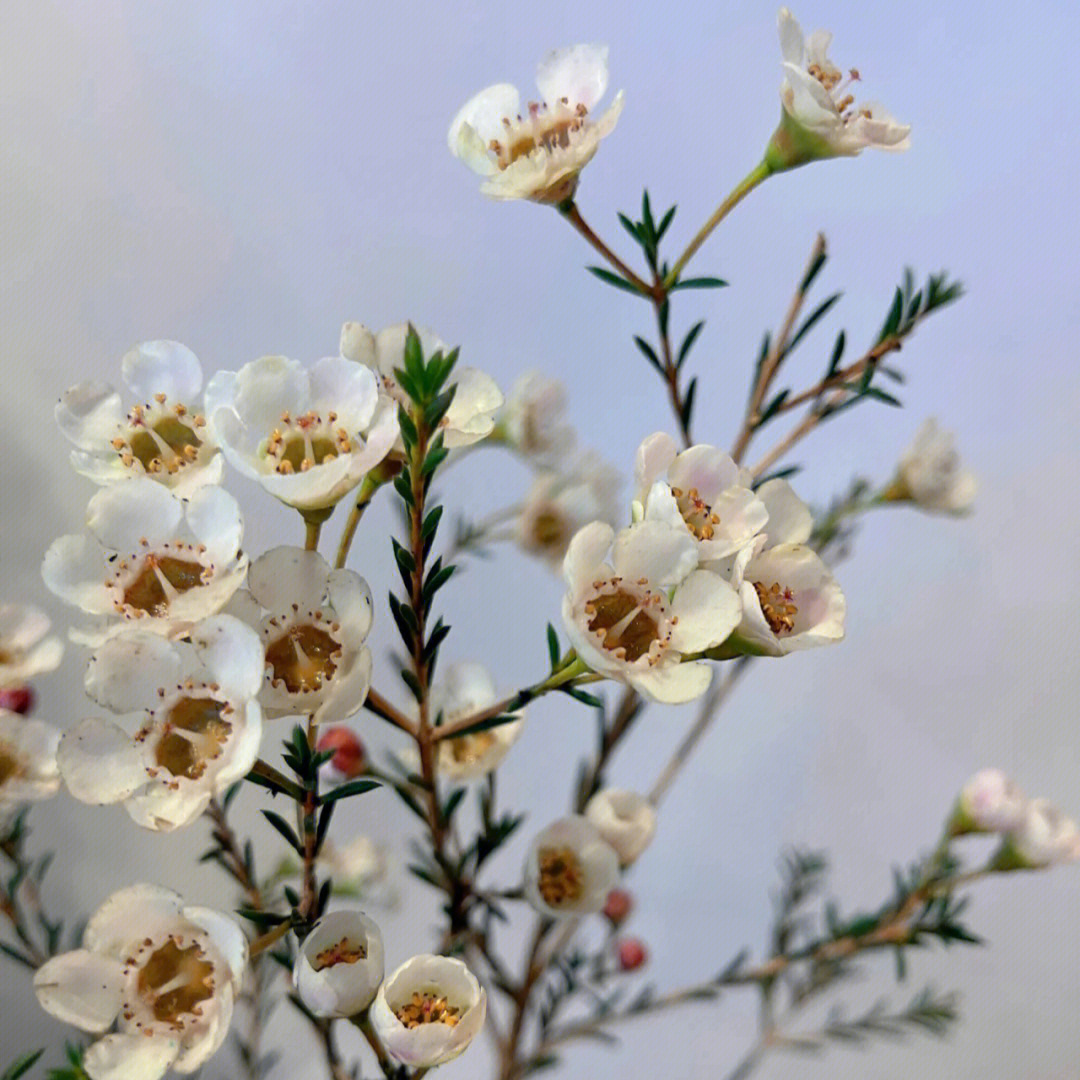 蜡花的花语和寓意图片