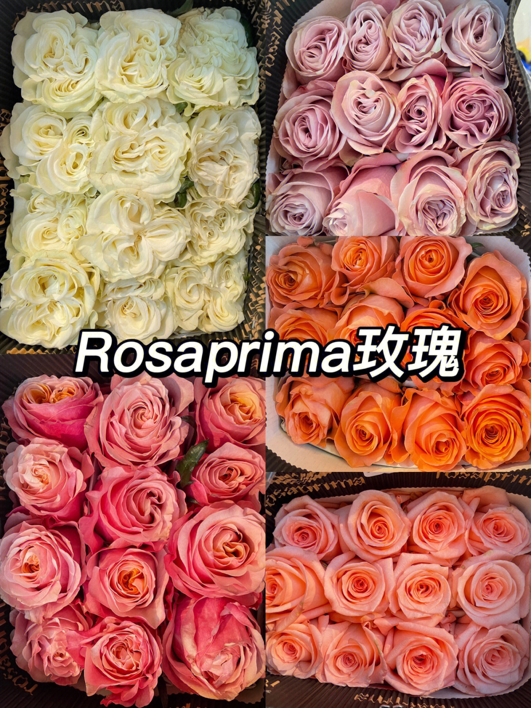 新加坡团花rosaprima玫瑰