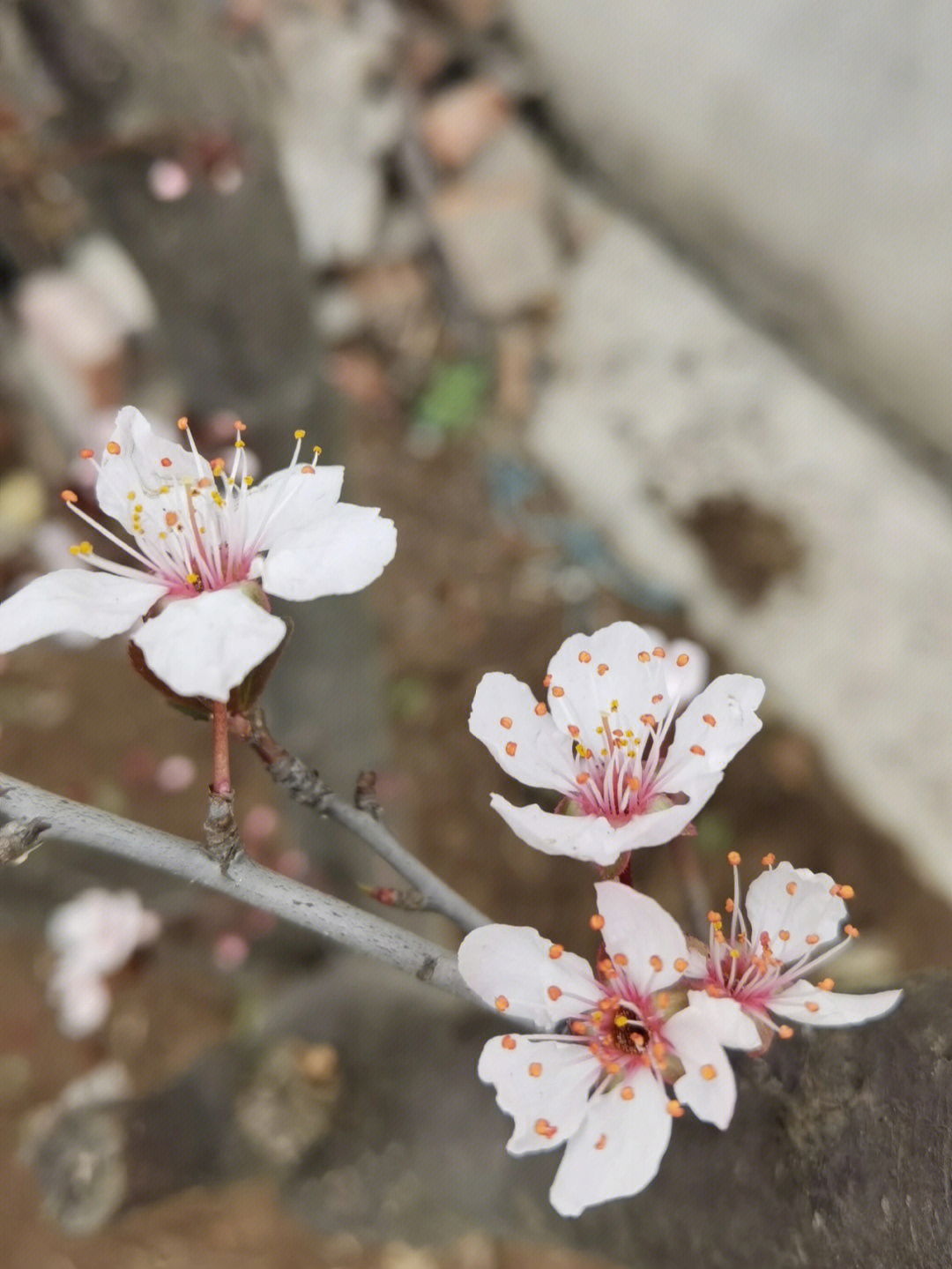 紫叶李几月开花图片