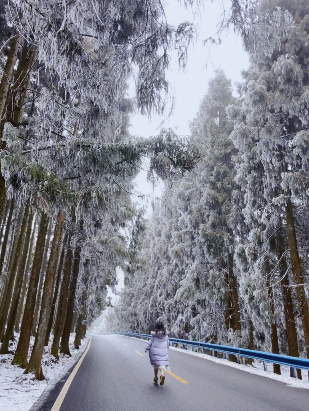 16日 仙女山国家森林公园 无雪 天气阴不过树林处积雪未化 拍照