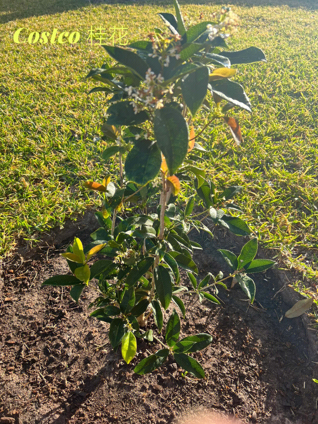 桂花树种子发芽图片图片