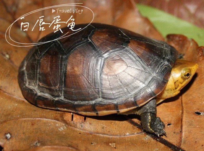 白唇蛋龟丨淡色系芒果头的蛋龟一员