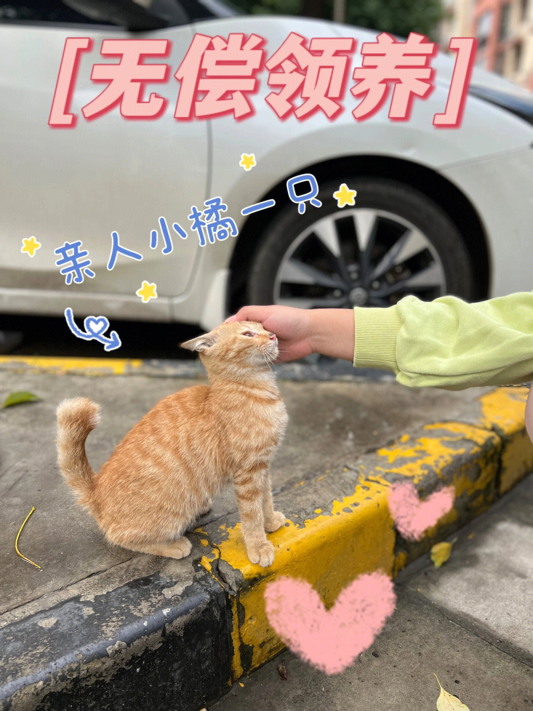 宠物领养秋日里孤独的小橘猫