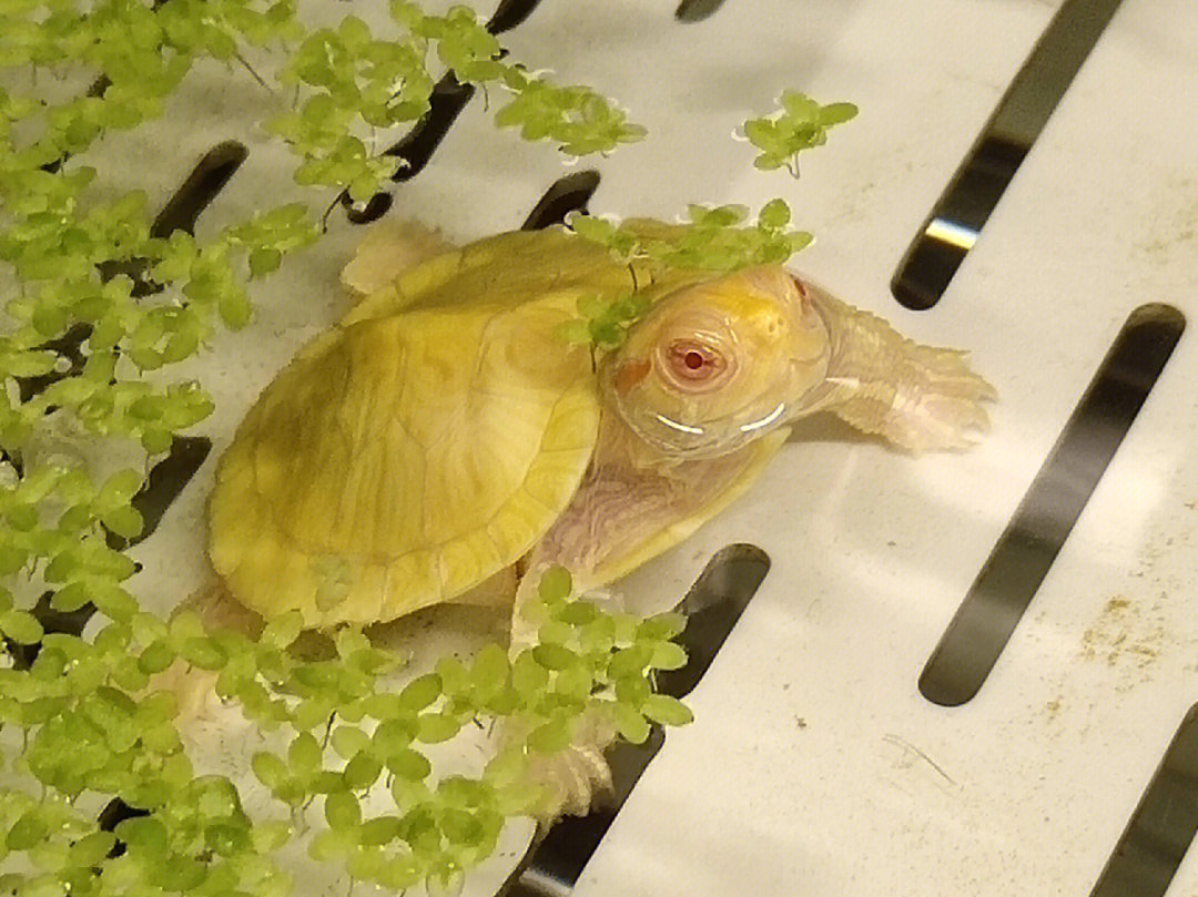 白化巴西龟龟