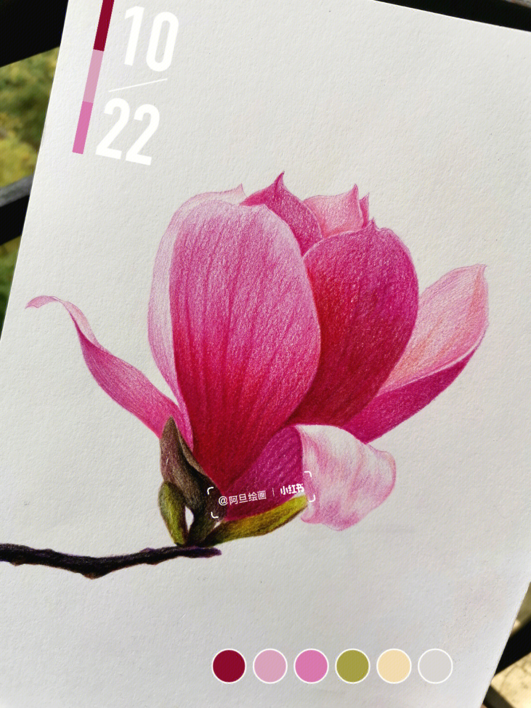 玉兰花的画法 彩铅图片
