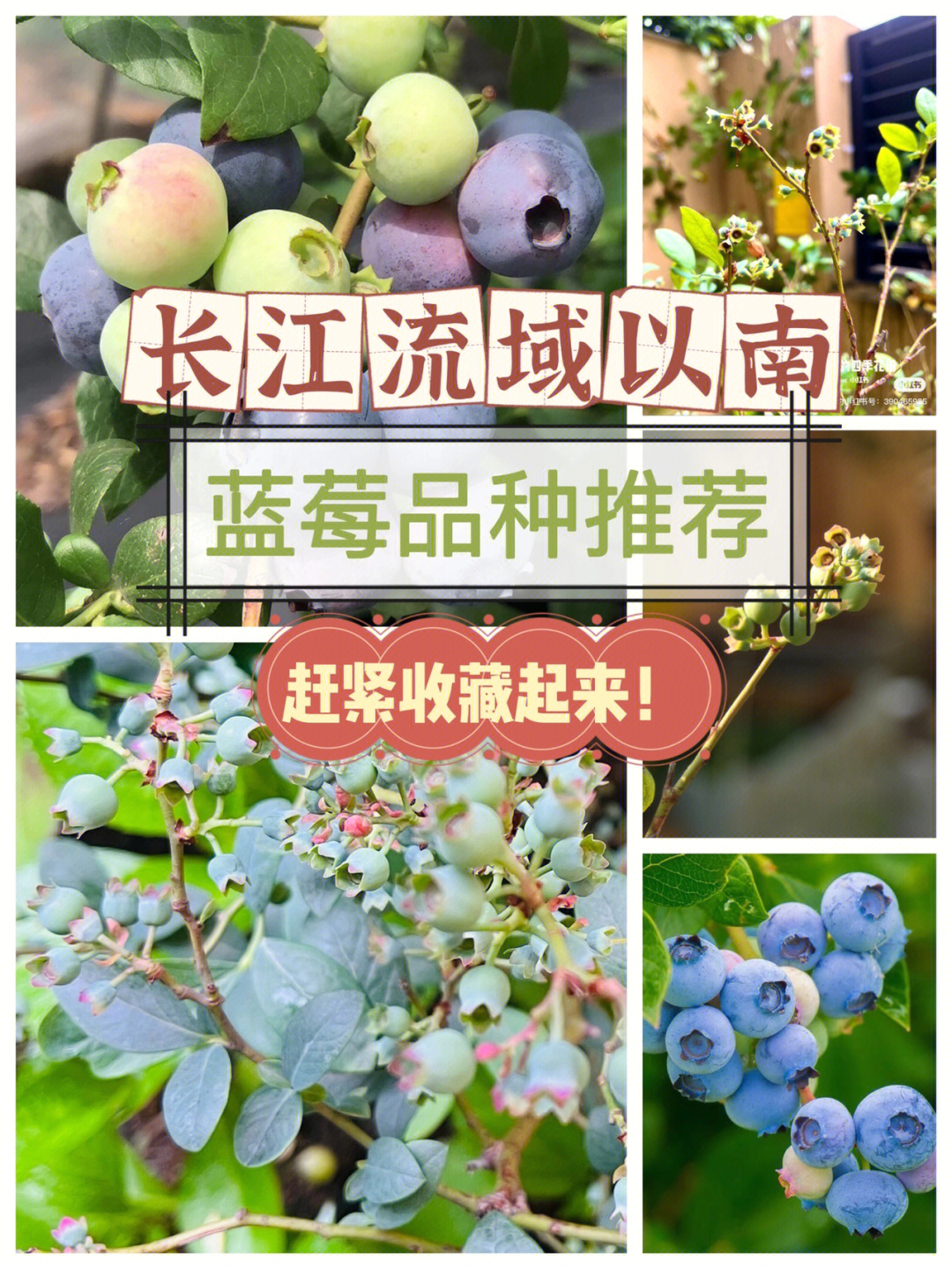 春高蓝莓品种介绍图片