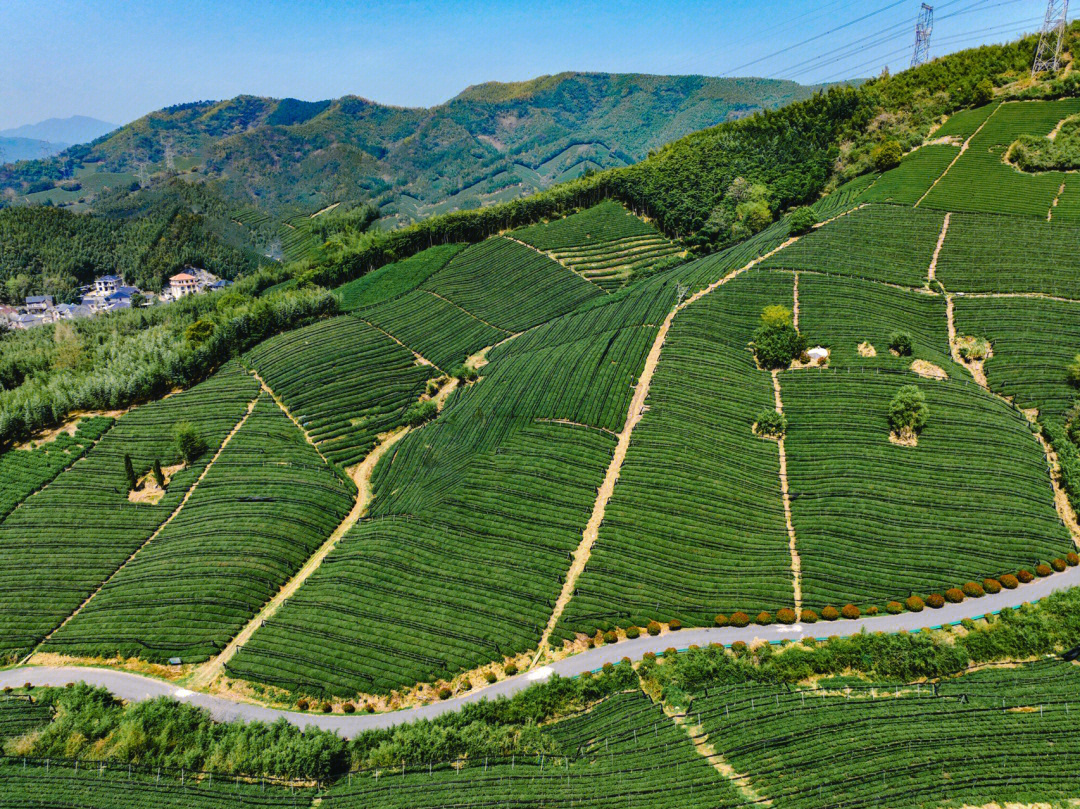 杭州径山茶开采