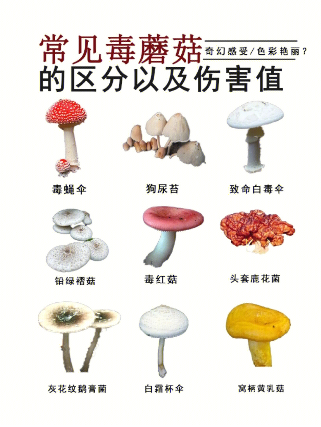 柳树蘑菇 不能吃图片