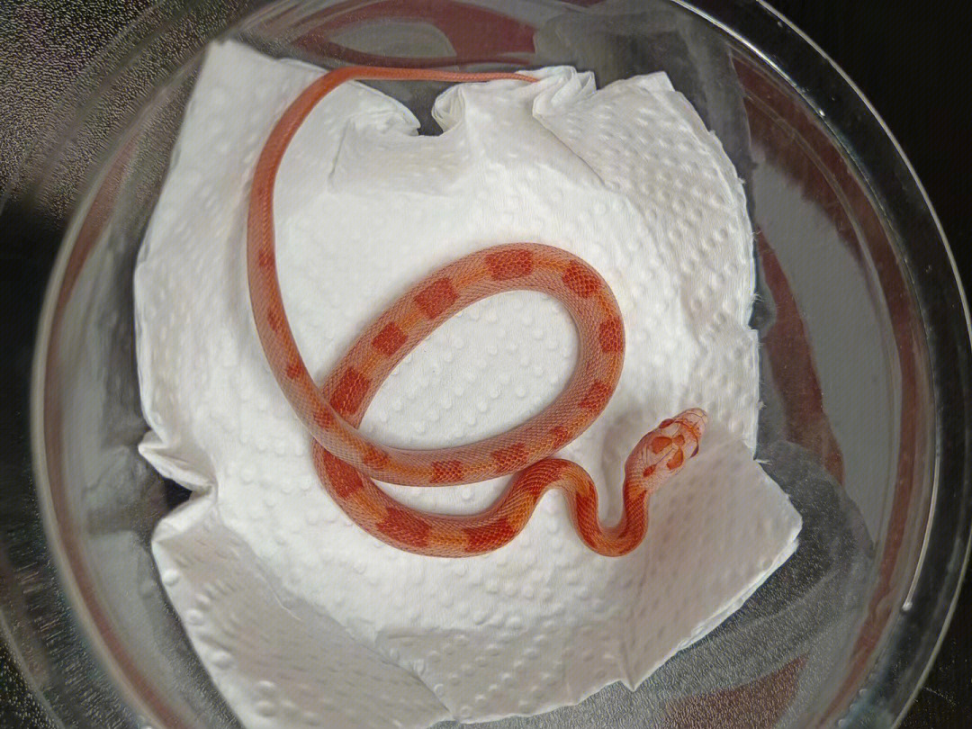 十月蛇胎图片图片