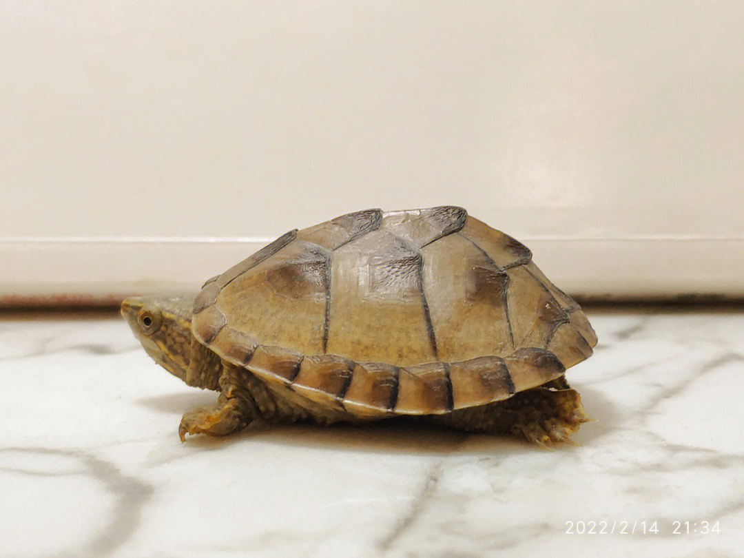 麝香龟疥疮图片图片