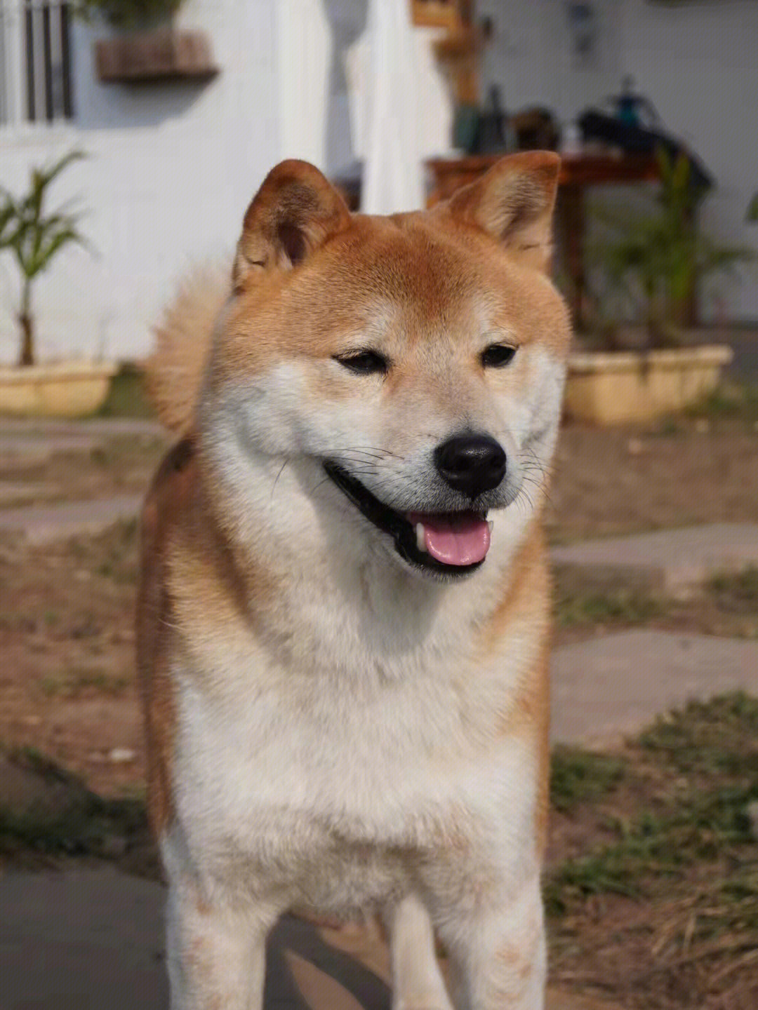 柴犬多大成年图片