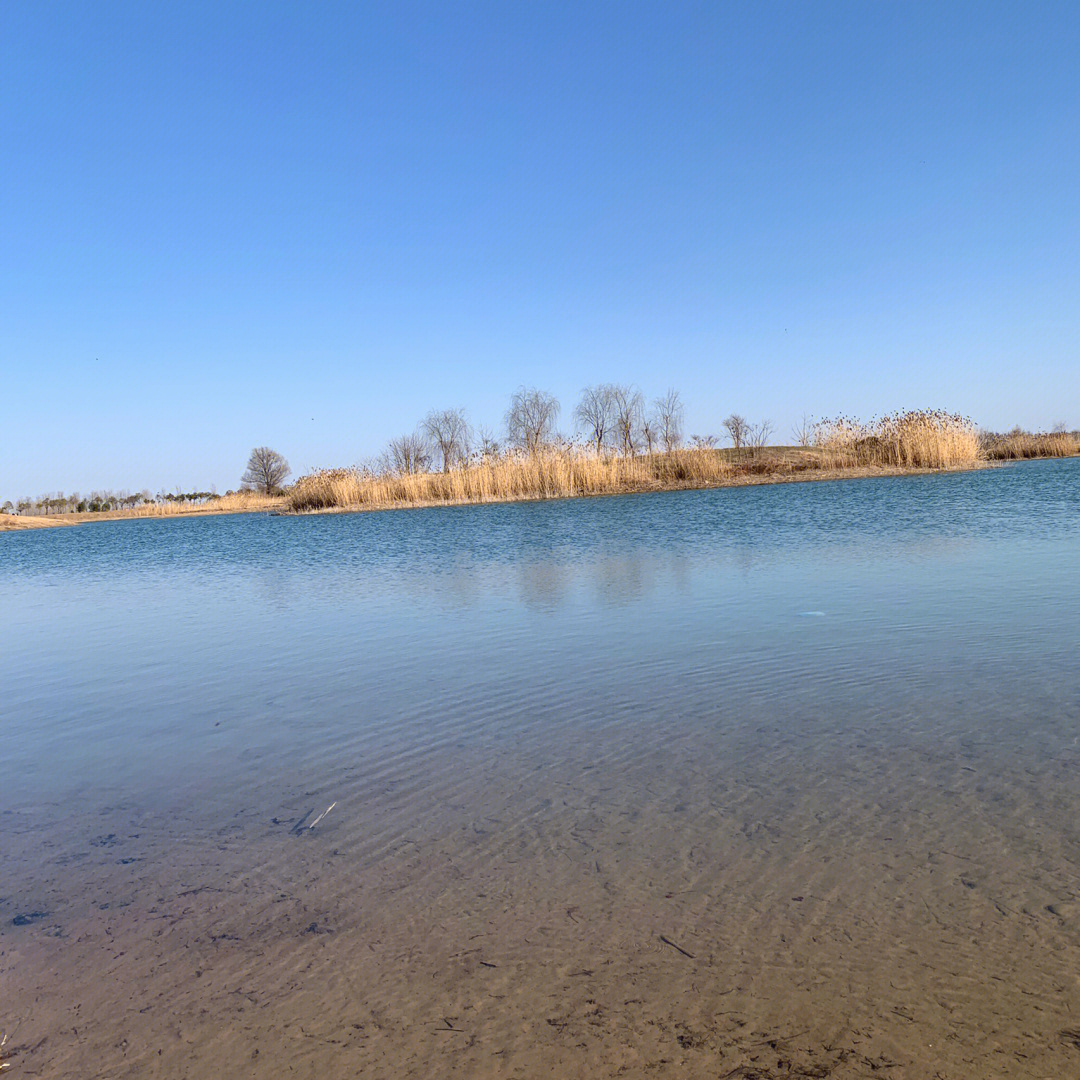 原阳黄河湿地公园图片