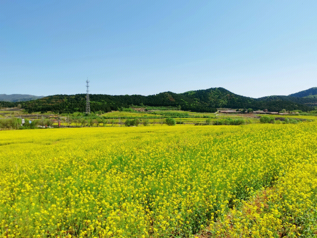 位置:平谷区西樊各庄村附近走昌金路,公路两侧都是大片大片的油菜花