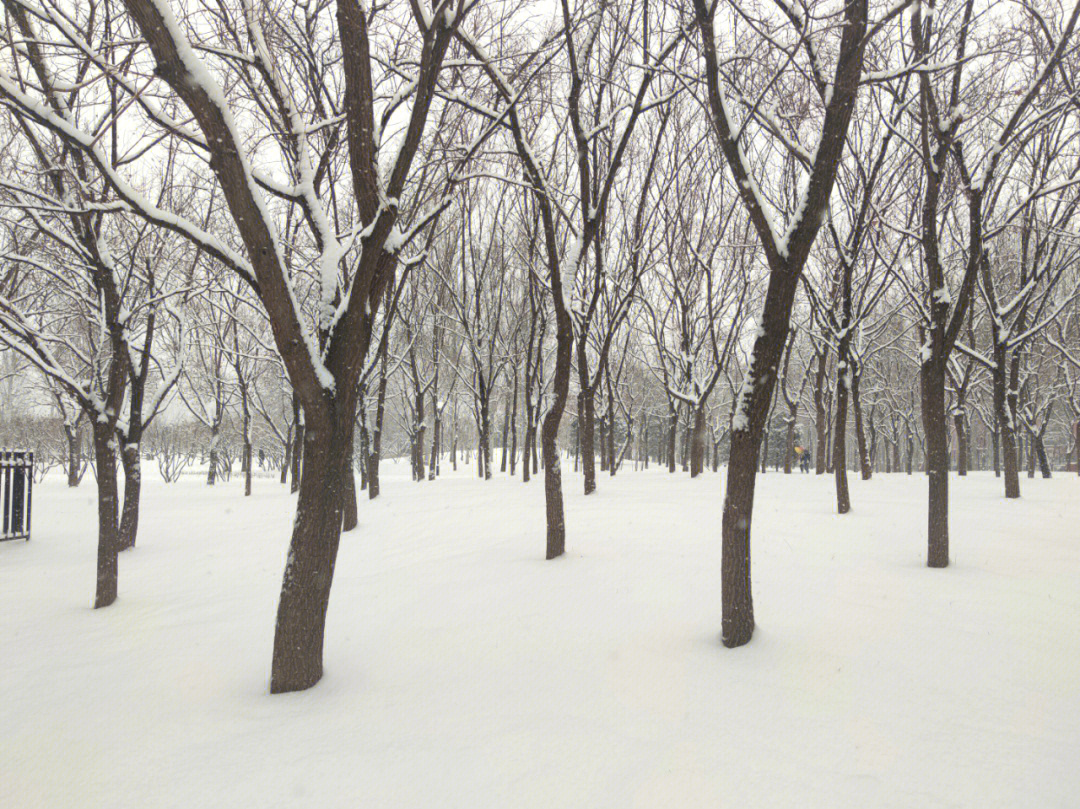 北京的雪