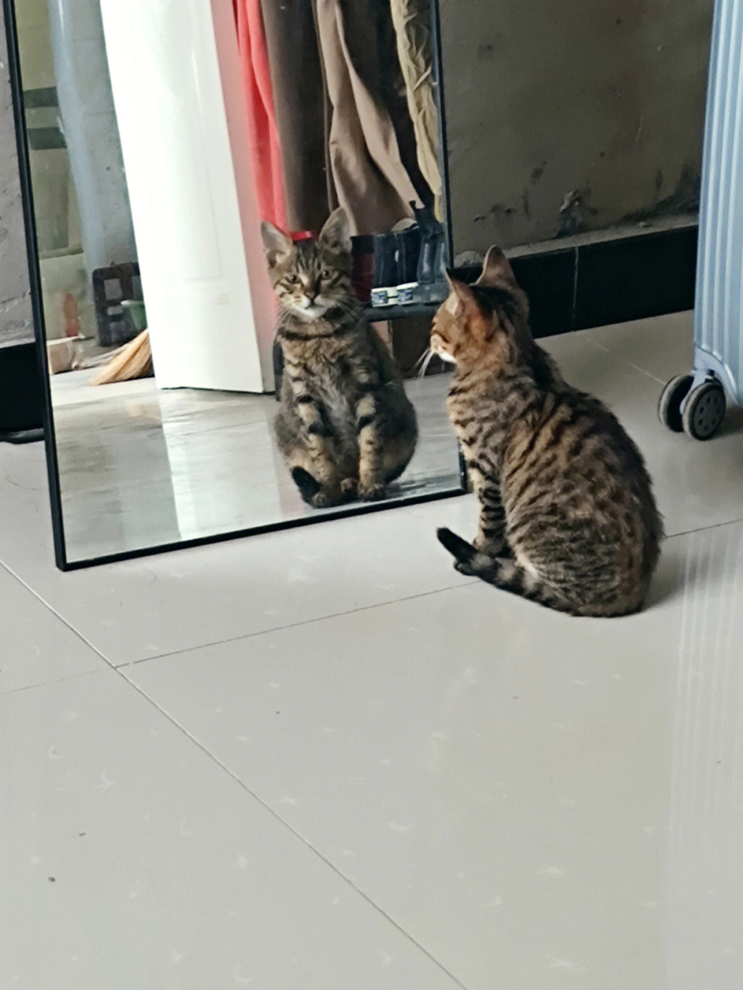小花猫照镜子歌词图片