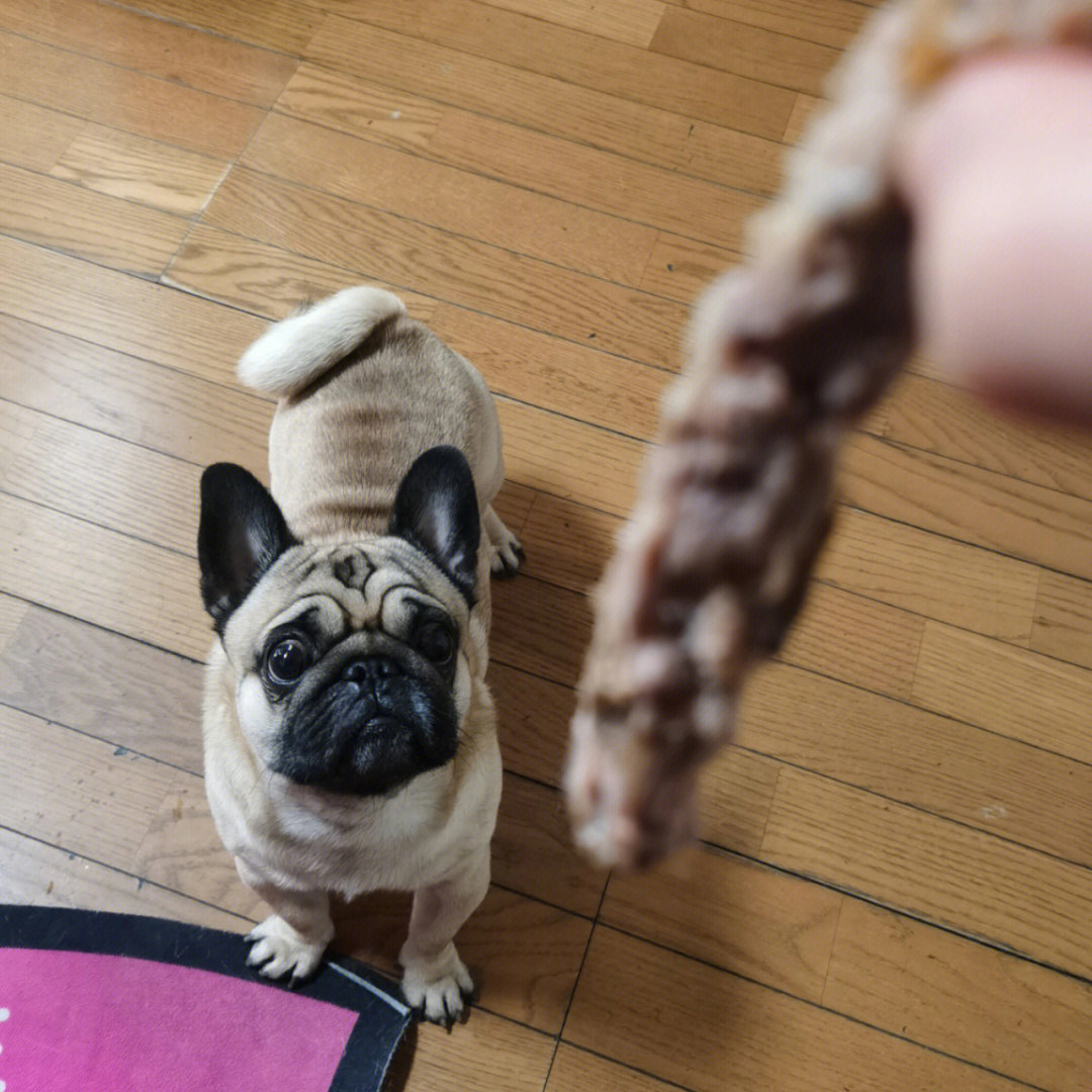 恶狗扑食