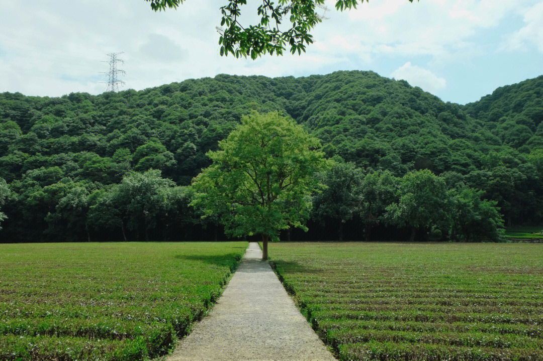 杭州九溪烟树图片