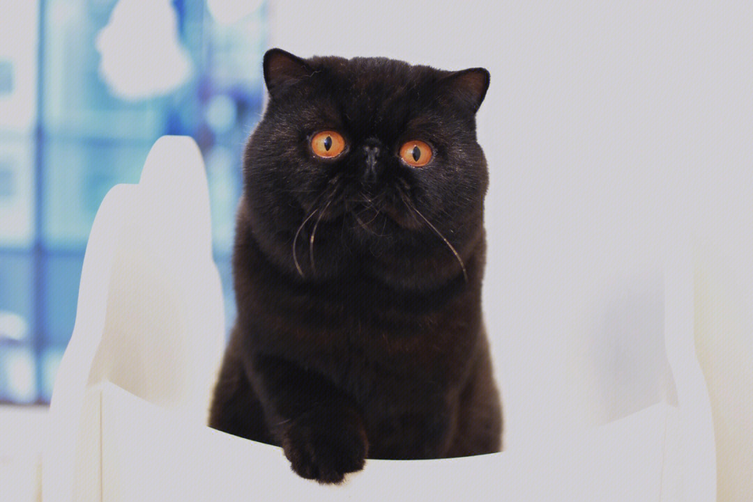 请欣赏越来越帅的大黑猫——小非洲 黑色异国短毛猫就是帅!