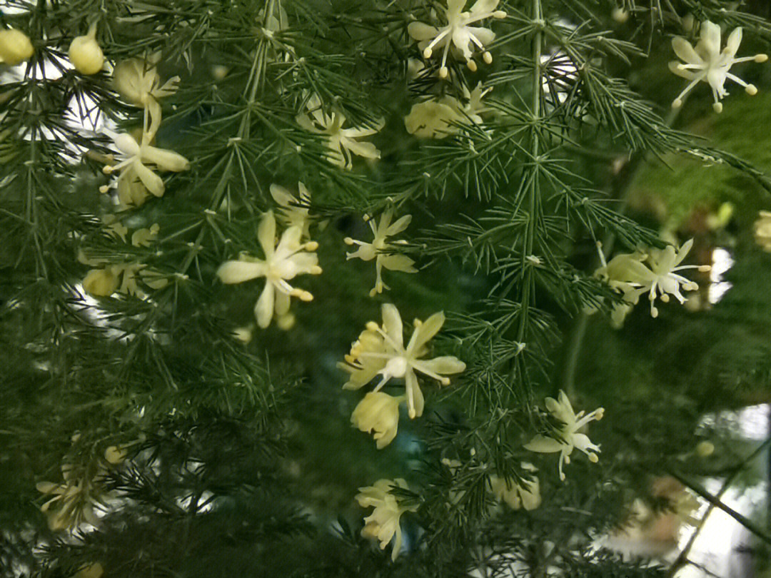 养了几年的文竹开花了,说不好它独特的味道:有点像木头被锯开的气味