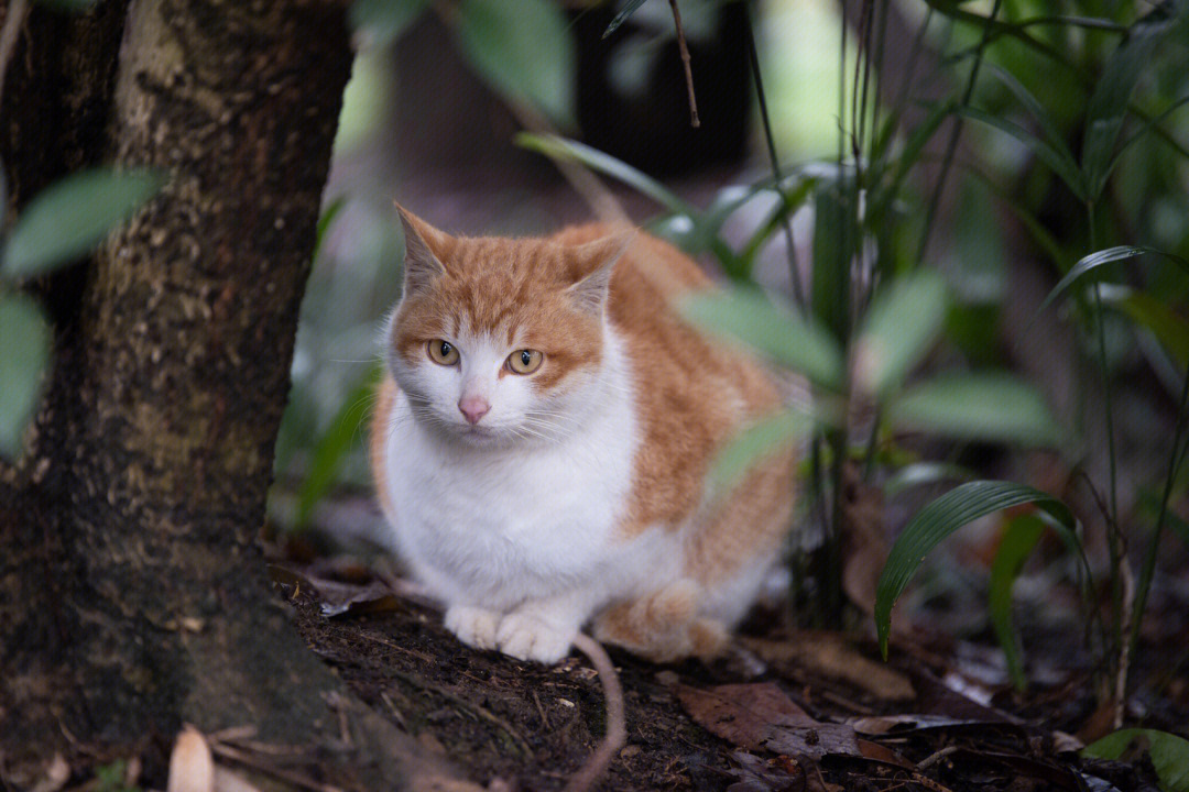 吃的胖胖的小野猫