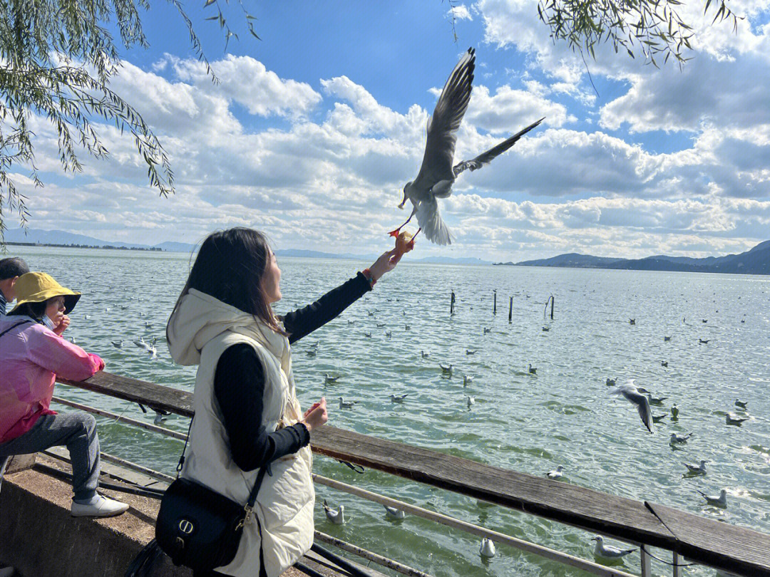 海埂公园海鸥投喂