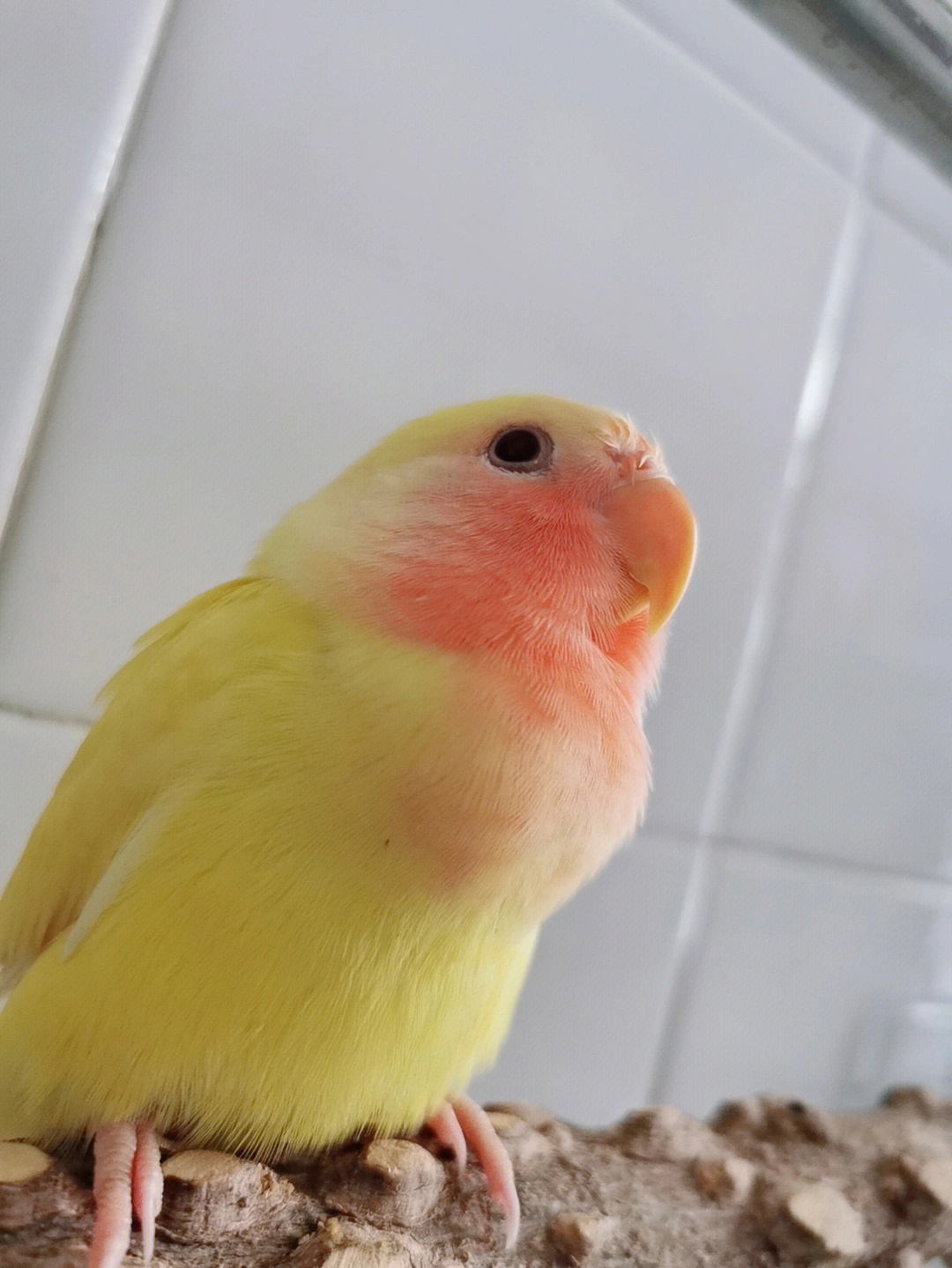 黄桃脸牡丹鹦鹉的叫声图片