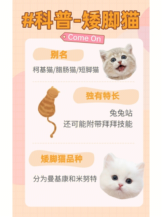 坚果是什么品种的猫图片