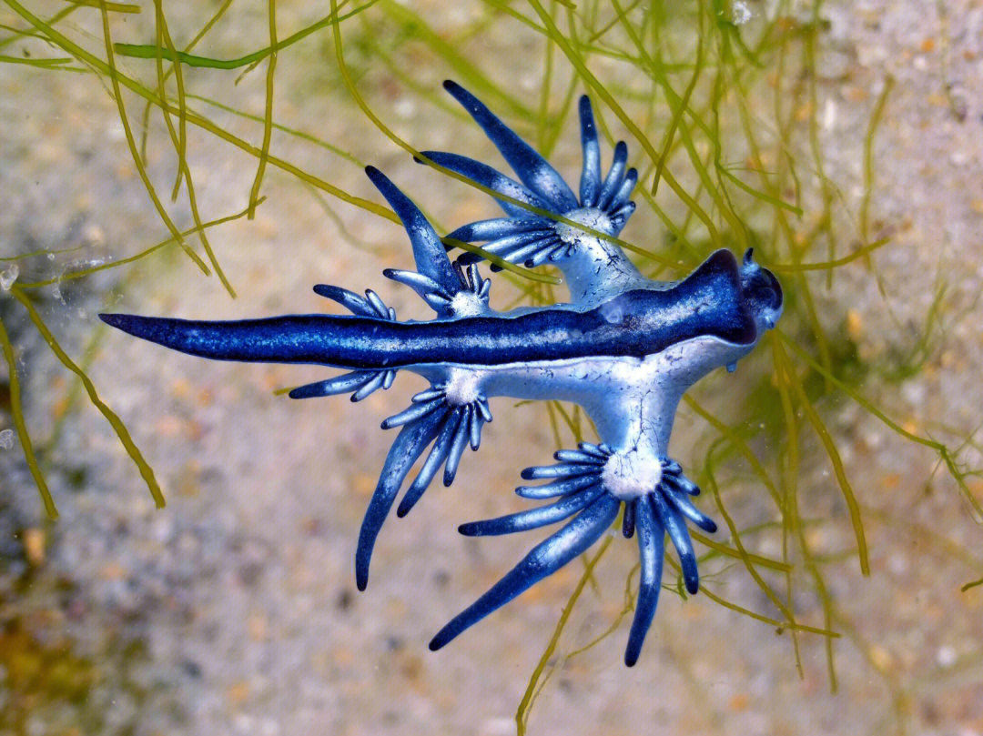 【 蓝龙 】93大西洋海神海蛞蝓(学名:glaucus atlanticus)是海神鳃