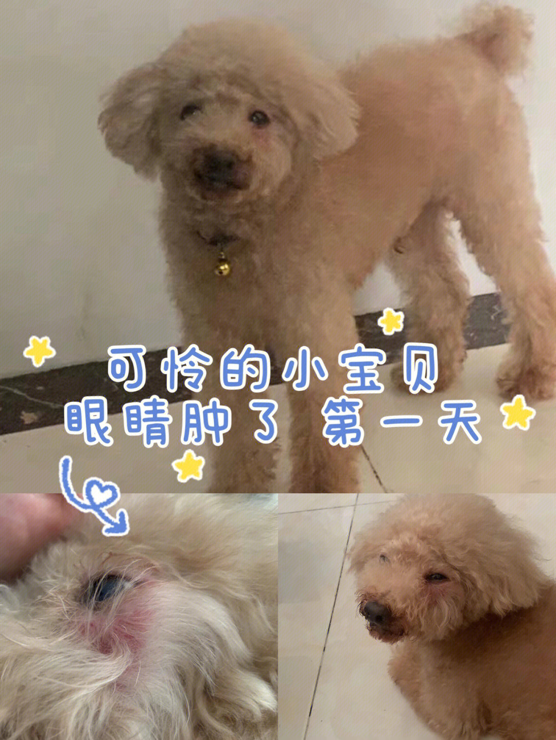 老年犬口鼻瘘症状图片