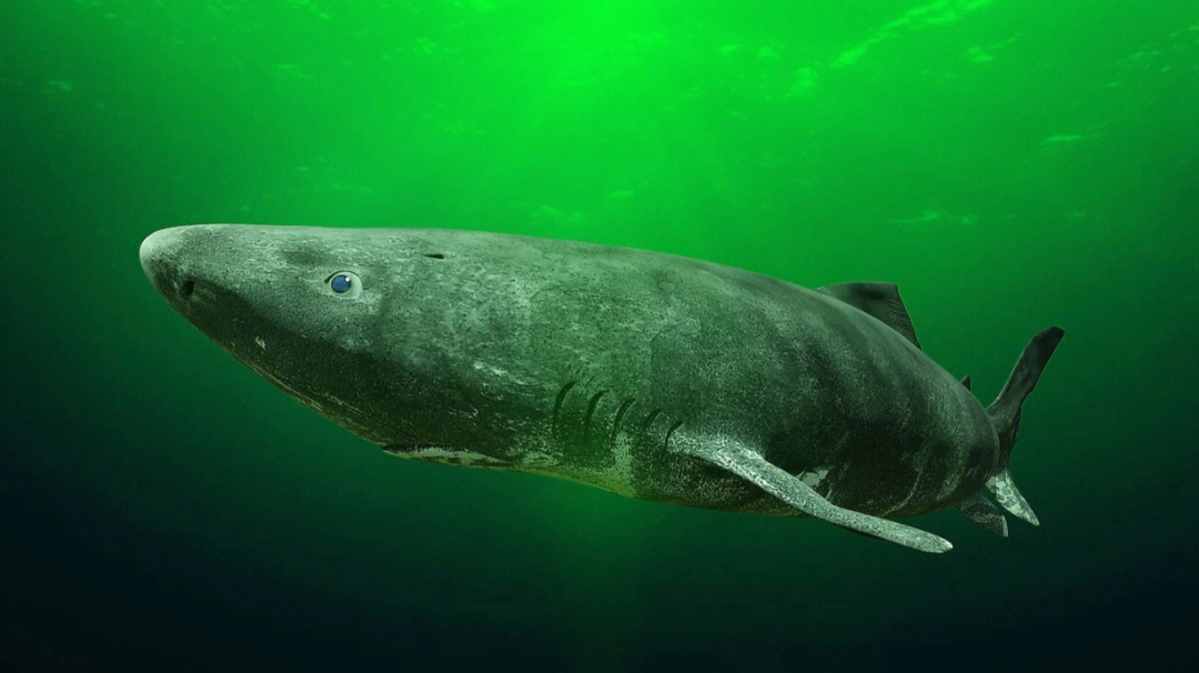 这种鲨鱼体型庞大,是除鲸鲨,姥鲨和大白鲨之外的世界第四大鲨类.