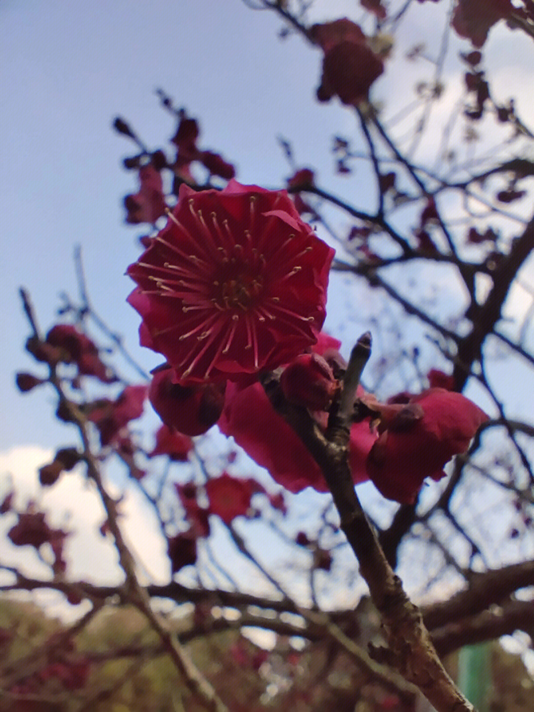 常州红梅公园的梅花开啦