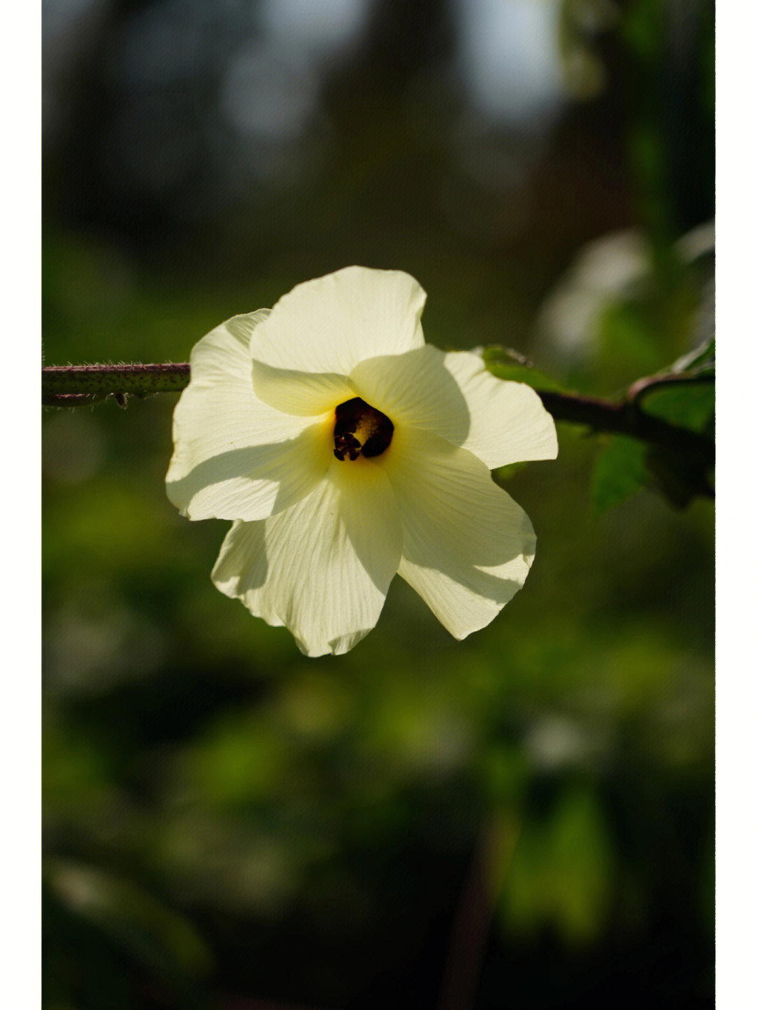 黄蜀葵花的别名图片