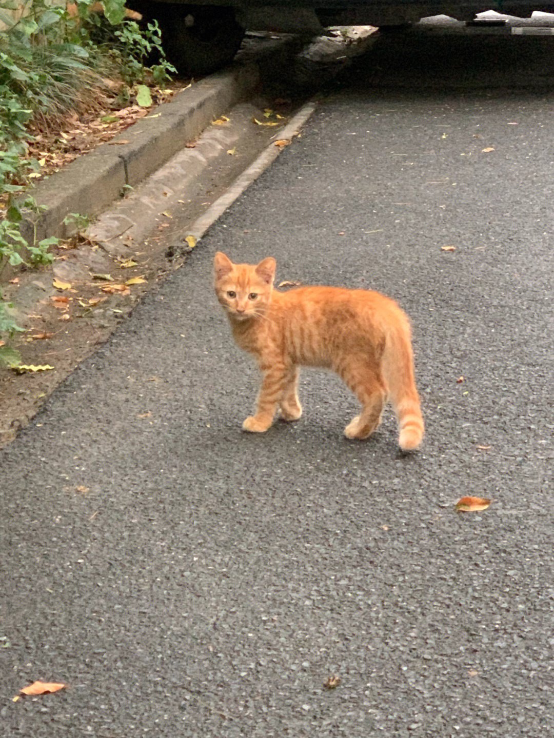 绍兴流浪猫收容中心图片