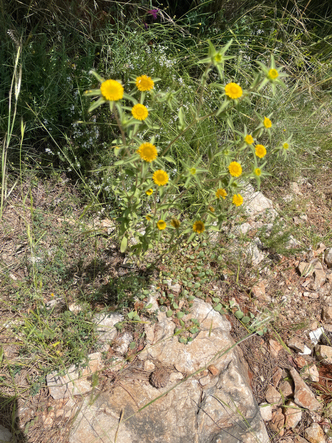 黄花小眼草图片及功效图片