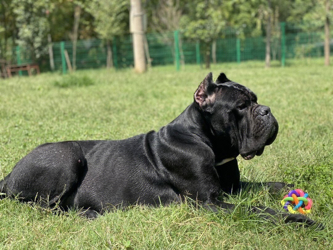 护卫犬三巨头图片