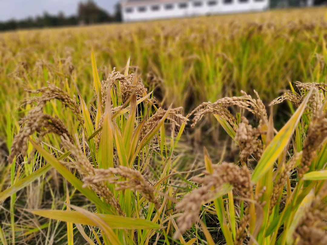 周末带娃一起户外,感受秋天稻子丰收的美景,用心去体会课本里:稻穗