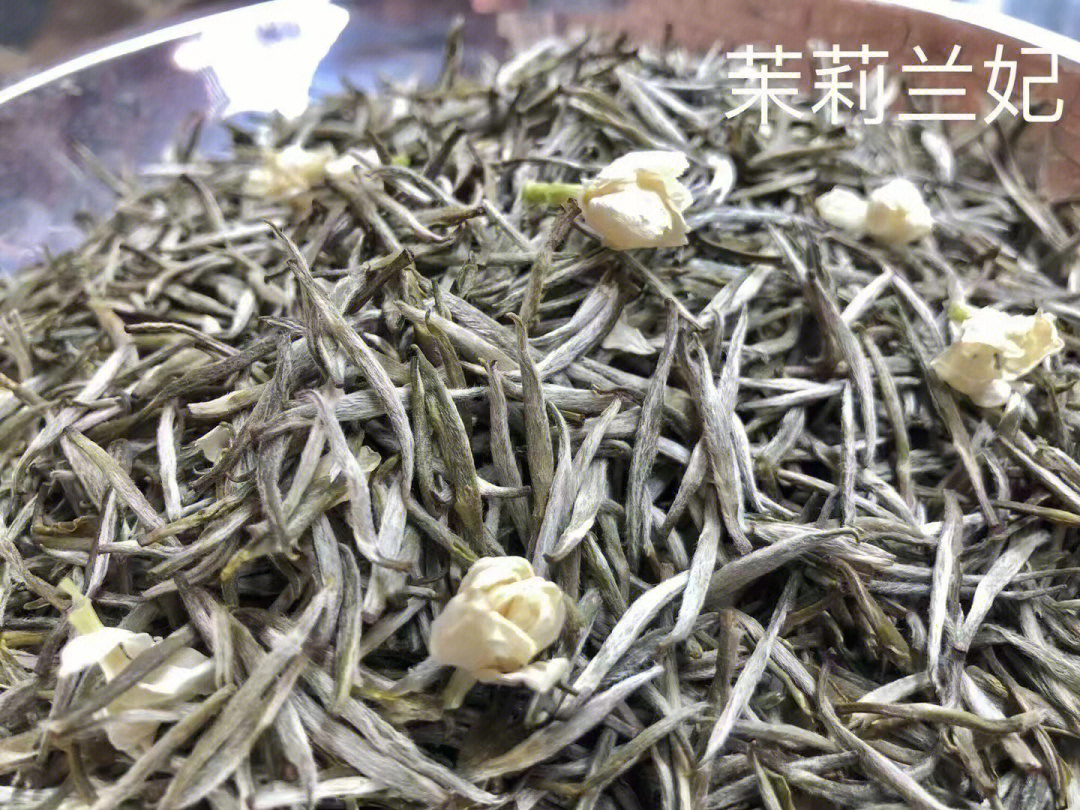 茉莉兰妃简介图片