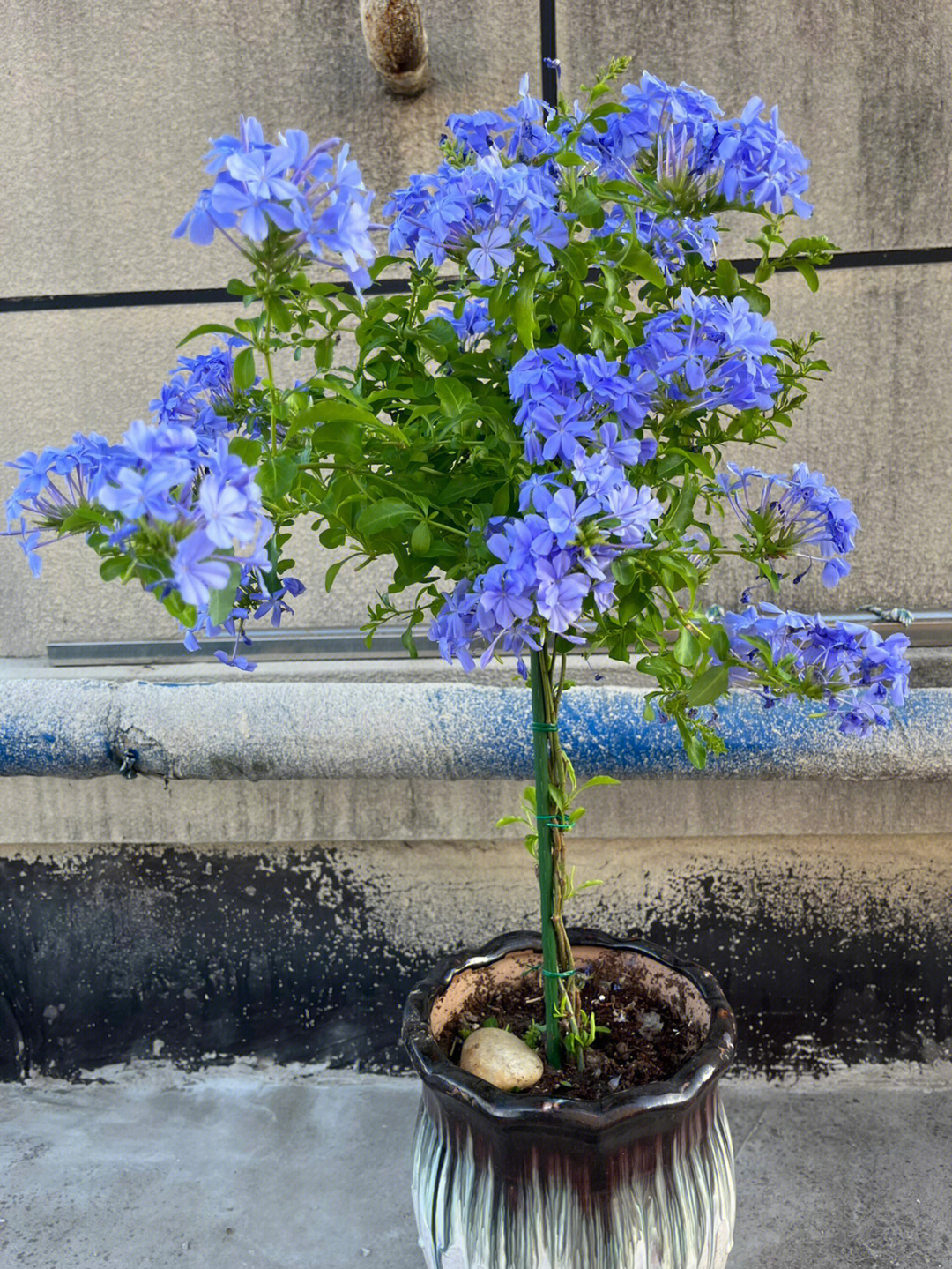 蓝雪花棒棒糖