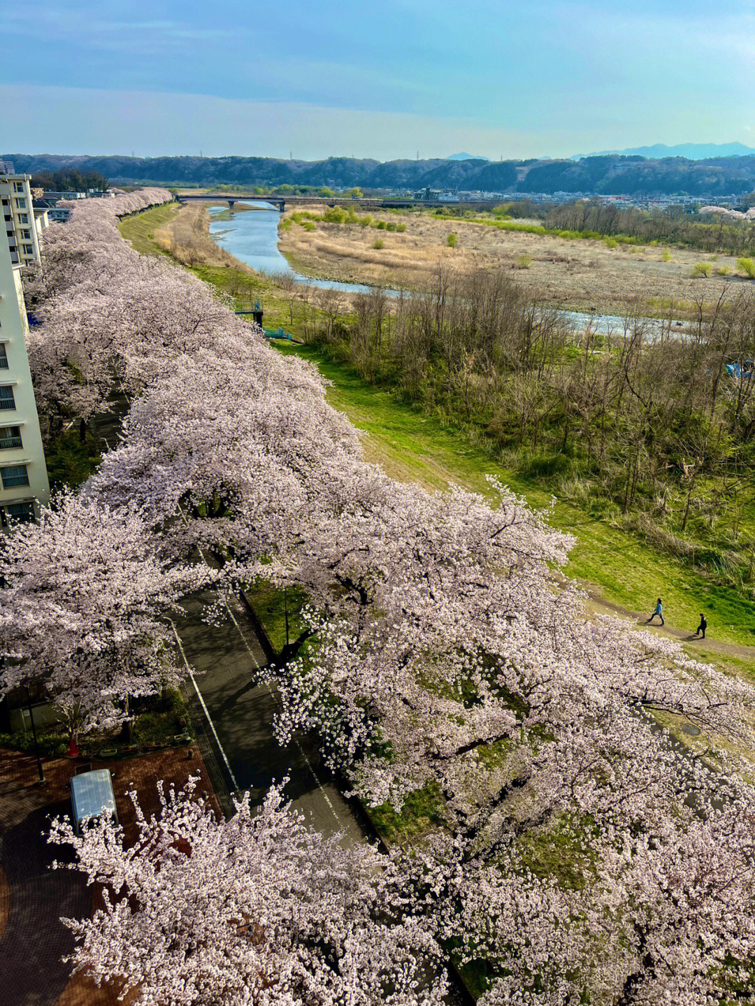 多摩川大学图片