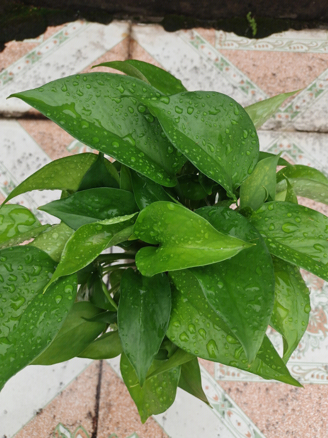 被倾盆大雨淋过的绿萝