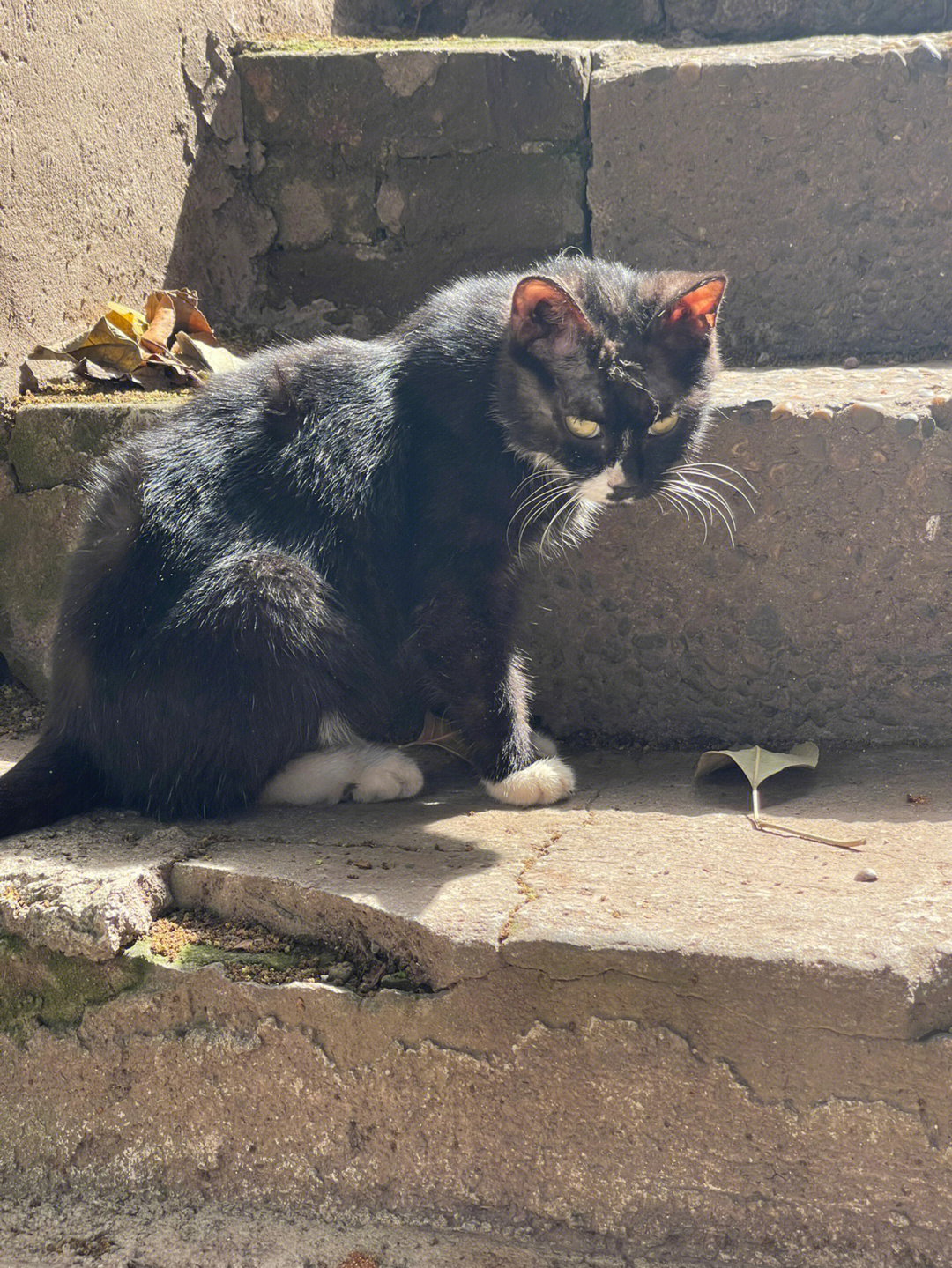 不知道是流浪猫还是家养的,也不知道下次去的时候还在不在那条巷子里