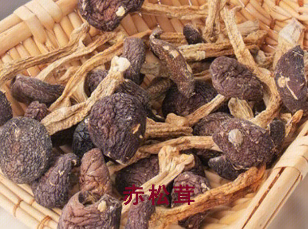 赤松茸菌丝图片