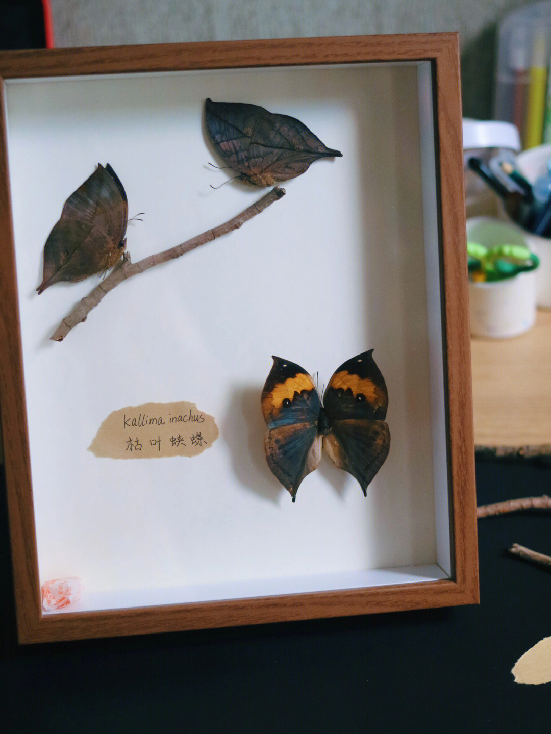 觉得它们的翅膀形态很美,但收集多了蝴蝶品种后,突然发现枯叶蝶真的很