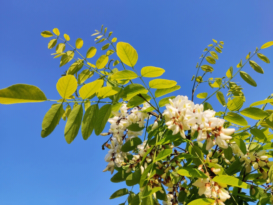 4月文汇东路的那排槐树也开花了吧