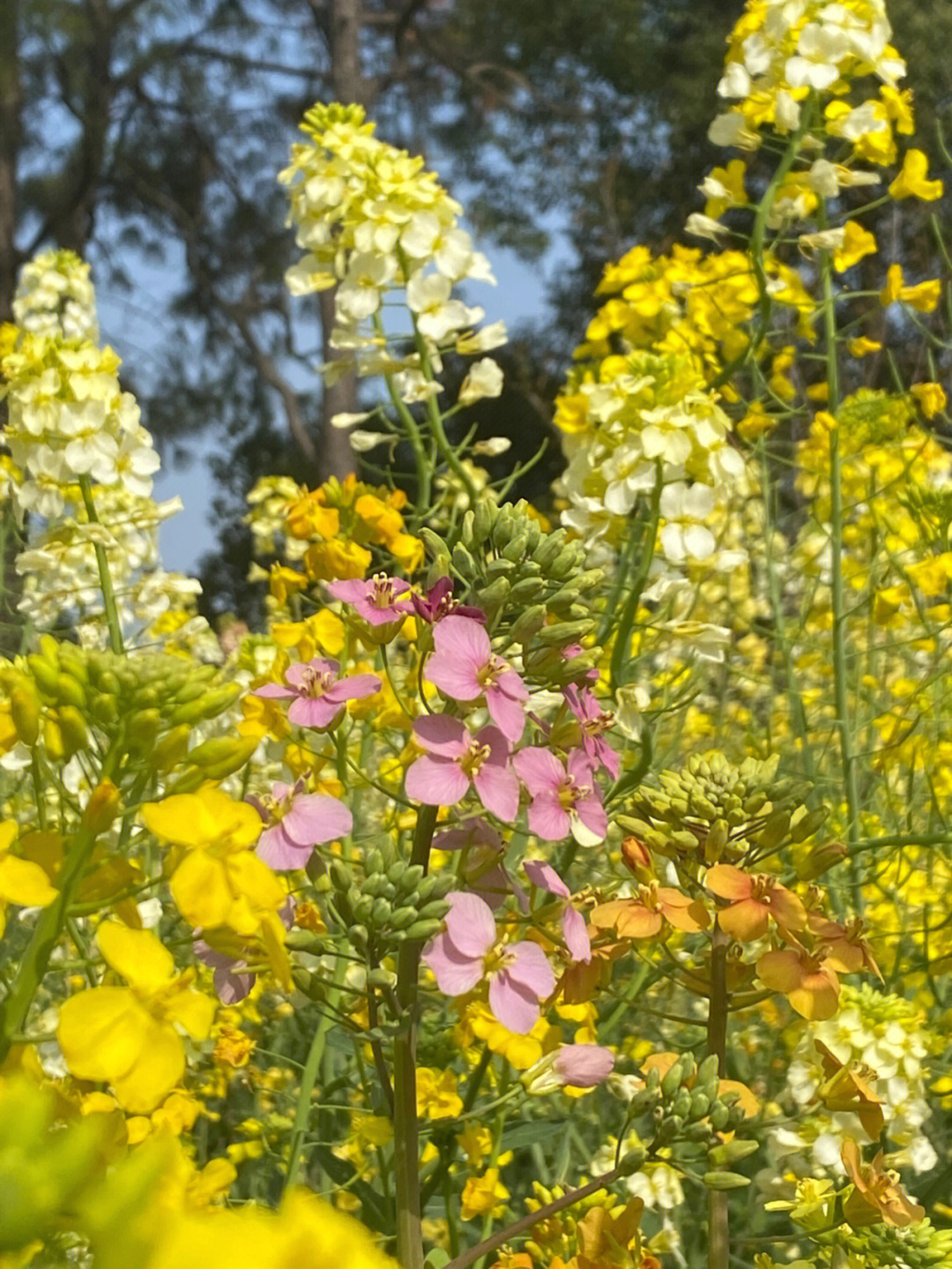 油菜花#春天#打卡油菜花田#实验#实验室#大学生