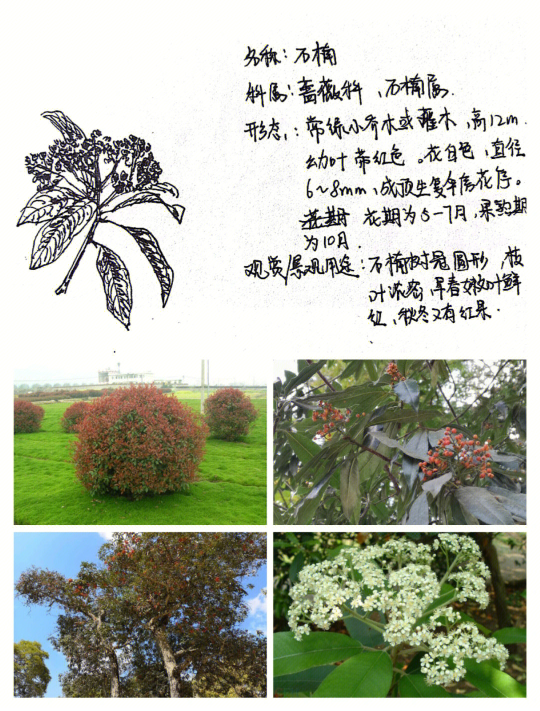 每日一植物石楠09