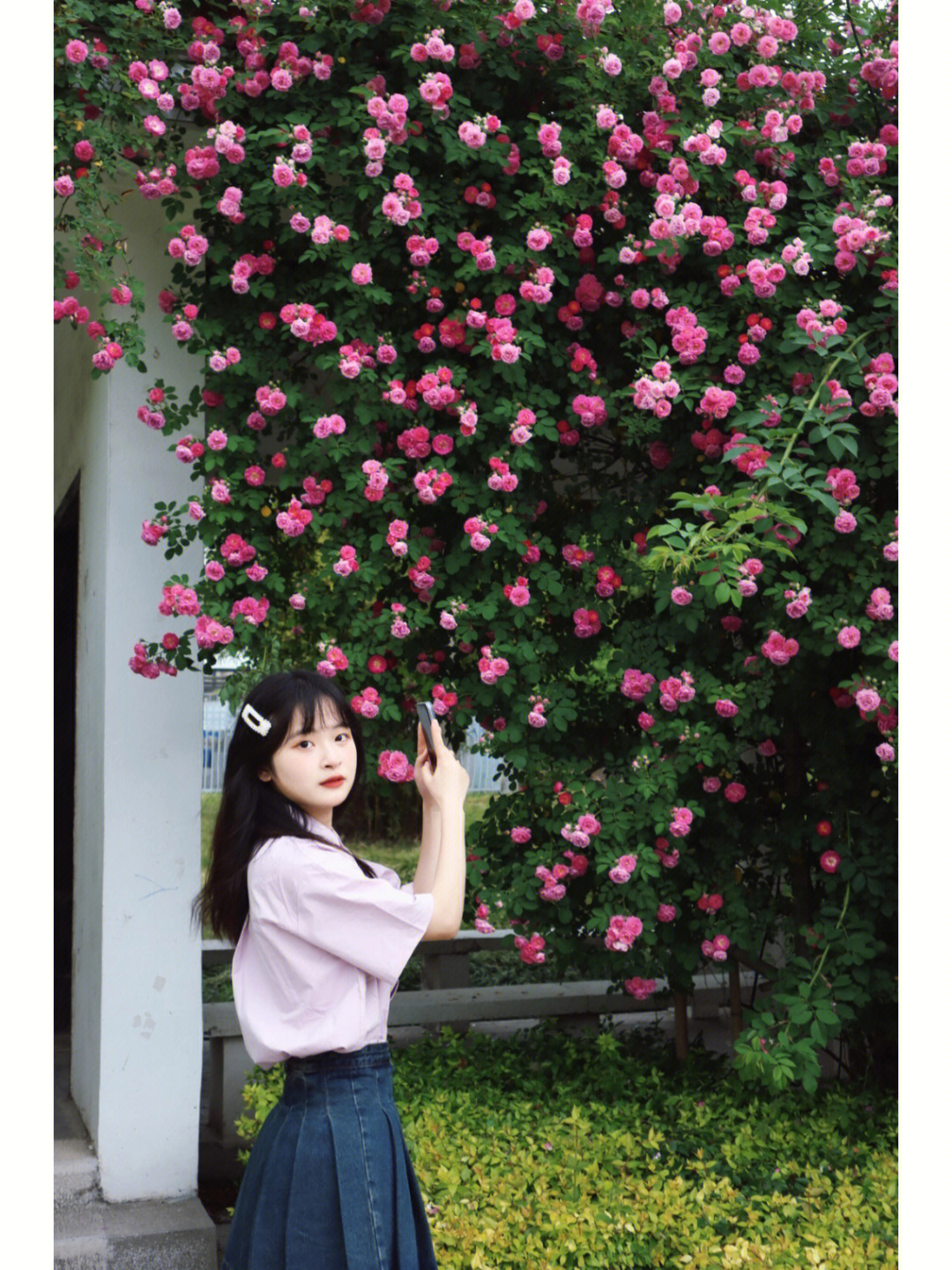 人和蔷薇花的拍照图片图片