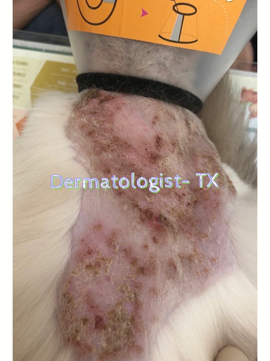 猫咪皮肤病分类图片图片