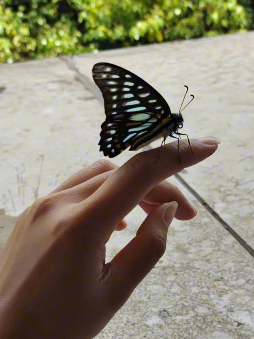 手上飞蝴蝶的唯美图片图片